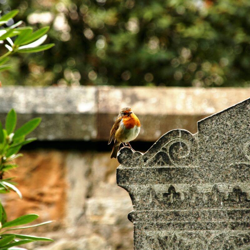 servizi cimiteriali